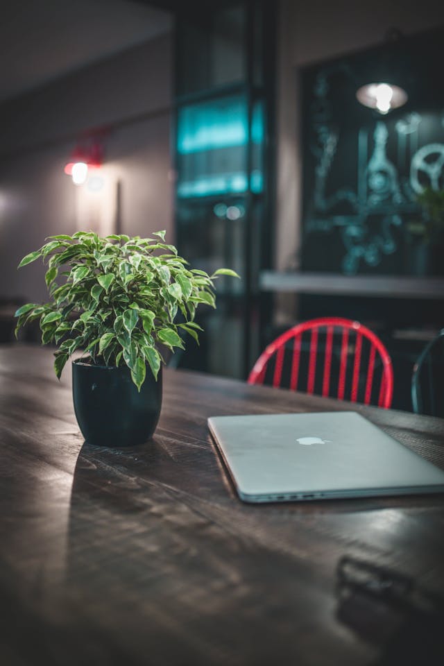 Small plant and Macbook on a desk